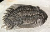 Bargain Mrakibina Trilobite Fossil - #43473-3